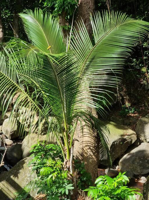 L'Ilet Paradise Pointe-Noire Luaran gambar